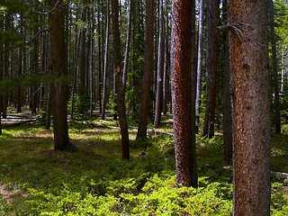 Image showing Wild Forest
