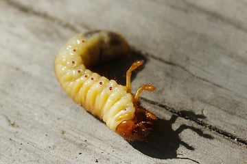 Image showing larva of may-bug