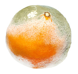 Image showing Moulded orange