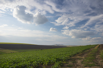 Image showing Field of sugar beet