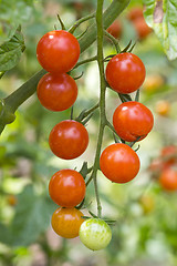 Image showing Cherry tomato harvest