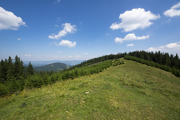 Image showing Young and old fir trees