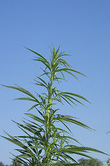 Image showing Cannabis plant