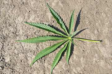 Image showing Cannabis leaf