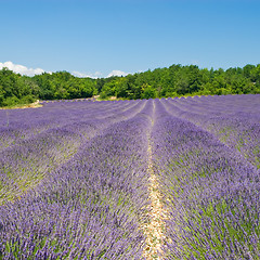 Image showing Lavender Field