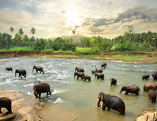 Image showing Elephants in water