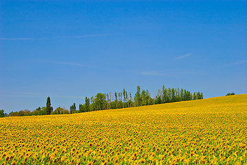 Image showing Sunflower Field