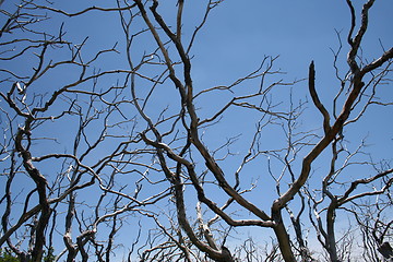 Image showing Dead Trees and Blue Sky