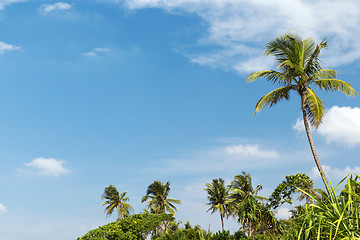 Image showing palm trees and blue sky