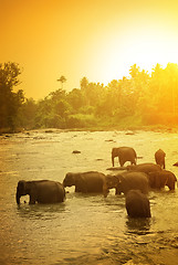 Image showing Elephants and bright sunrise