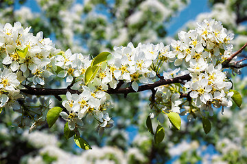 Image showing Apple tree blossoming branch