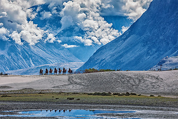 Image showing Tourists riding camels