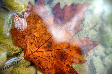 Image showing Beautiful maple leaf underwater