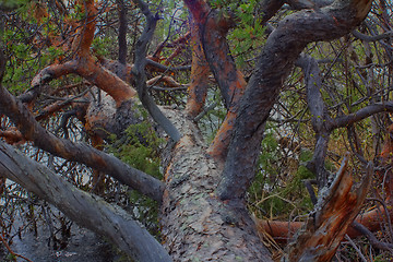 Image showing  view from crown of tree that leaned over river