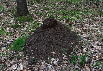 Image showing big ant hill in the forest