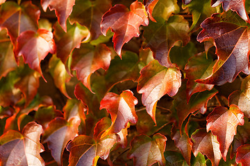 Image showing Creeping leaves