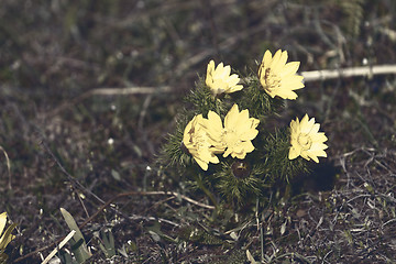 Image showing Yellow flower