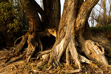 Image showing Tree root