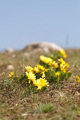 Image showing Yellow flower