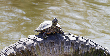 Image showing Cute turtle