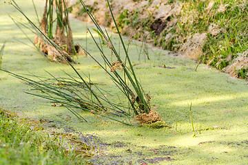 Image showing Duckweed