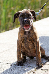 Image showing Boxer dog