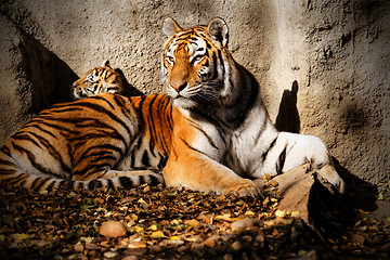 Image showing Tiger mum