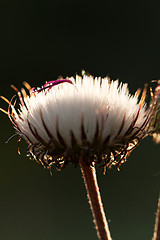 Image showing Dandelion