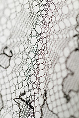 Image showing Special lace