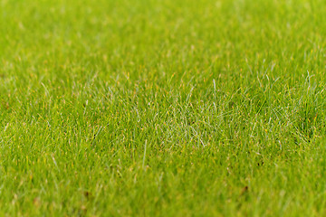 Image showing Green grass