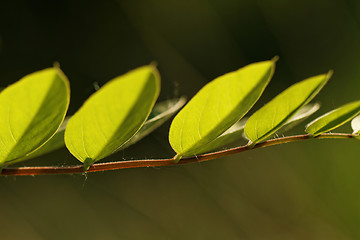 Image showing Acacia leaf