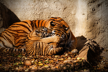 Image showing Tiger mum