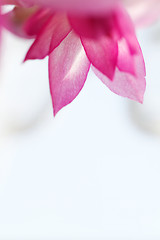 Image showing Christmas cactus