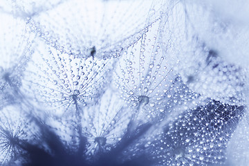 Image showing Plant seeds with water drops