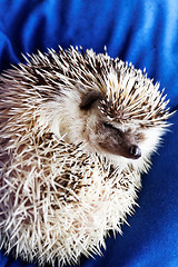 Image showing Cute hedgehog