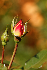 Image showing Rosebud