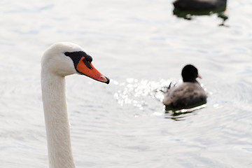 Image showing White swan