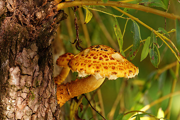 Image showing brown tree fungus