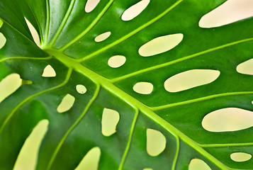 Image showing palm leaf