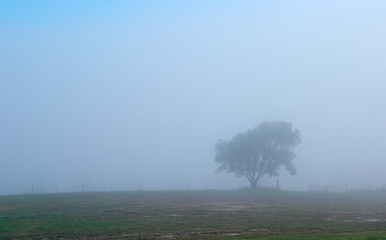 Image showing lonely tree