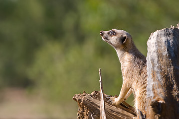Image showing meerkat on guard