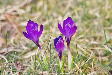 Image showing violet crocus flower