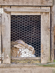 Image showing rabbit in cage