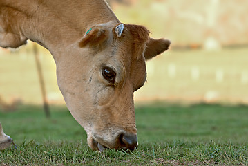 Image showing eating grass