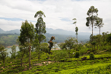 Image showing tea plantation field on Sri Lanka