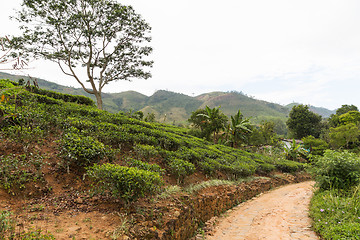 Image showing road and tea plantation field on Sri Lanka