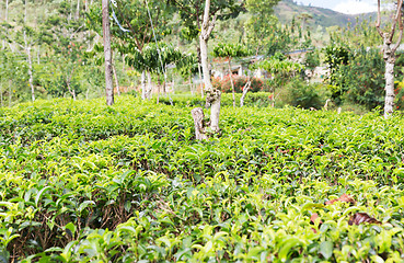 Image showing tea plantation field on Sri Lanka