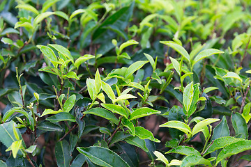 Image showing tea plantation field on Sri Lanka