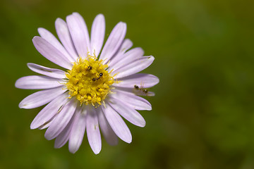 Image showing ants on flower