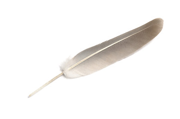 Image showing Dove feather